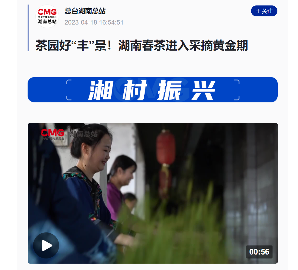 茶園好“豐”景！湖南春茶進(jìn)入采摘黃金期