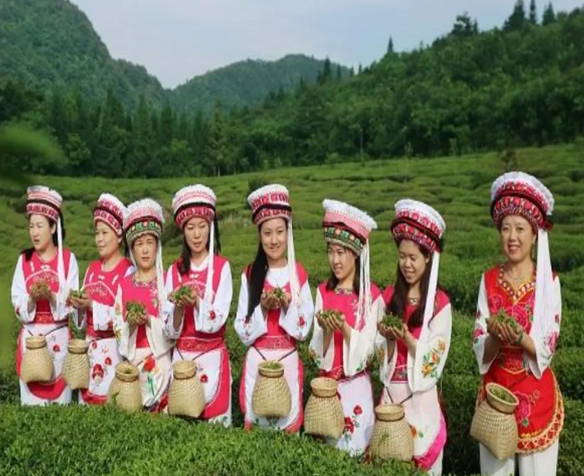 2024湖南茶葉新質生產(chǎn)力“十強先行縣(市)”一葉桑植白茶舞 風花雪月盡入壺